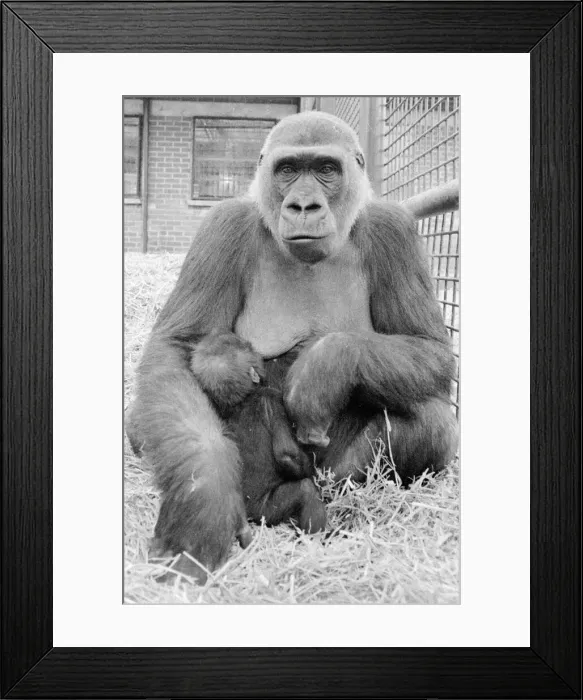 Framed Print : The largest collection of Gorillas in the world lives at Howletts Zoo near Canterbury