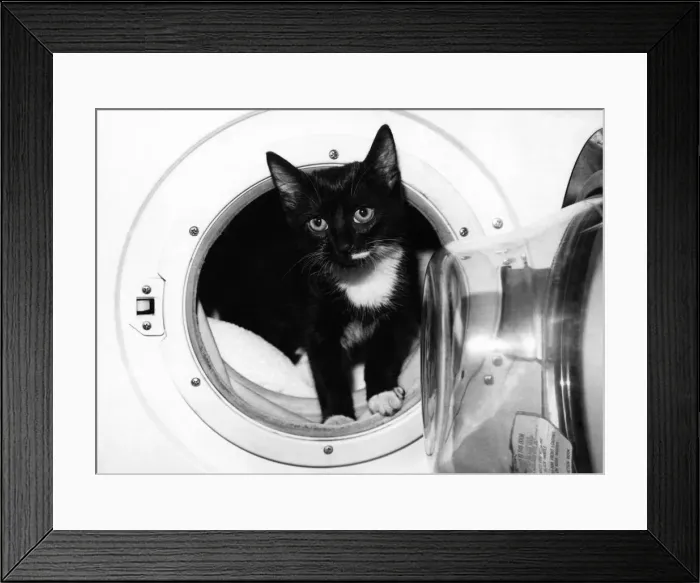 Framed Print : Animals - Cats - Kittens. Purrfectly clean. thats Bozley, the machine-washed pussy