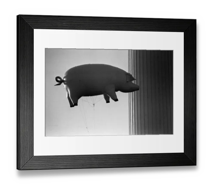 Framed Print : Pink Floyd Inflatable Flying Pig at Battersea December 1976 Power Station in London