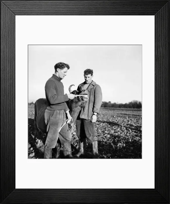 Framed Print : General Farming scenes at Hill Park Farm, Kent, Sunday 15th February 1953 Framed Print : General Farming scenes at Hill Park Farm, Kent, Sunday 15th February 1953