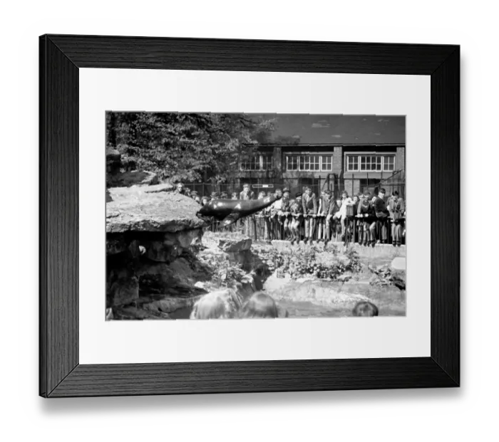 Framed Print : Sea Lions performing London Zoo. October 1937 OL307N-006 Framed Print : Sea Lions performing London Zoo. October 1937 OL307N-006