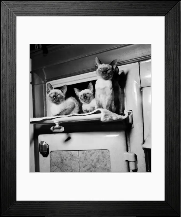 Framed Print : Siamese kittens belonging to Mrs. E. W. Wridgway sitting on top of the oven for warmth Framed Print : Siamese kittens belonging to Mrs. E. W. Wridgway sitting on top of the oven for warmth