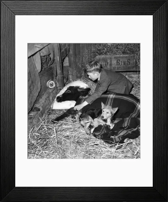 Framed Print : John Russell and his donkey Charles'. November 1952 C5422 Framed Print : John Russell and his donkey Charles'. November 1952 C5422