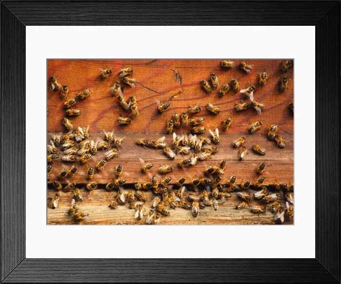 Framed Print : Bees going in and out of a hive Framed Print : Bees going in and out of a hive