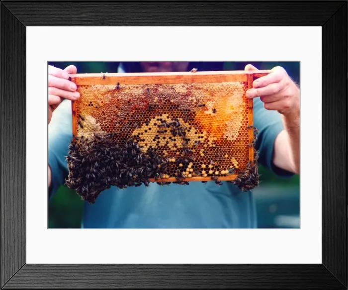 Framed Print : A beekeeper checking up on his bees and the honey they have made Framed Print : A beekeeper checking up on his bees and the honey they have made
