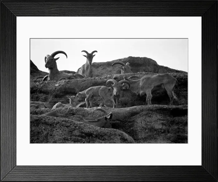 Framed Print : Zoo Animals. Goats at London Zoo. August 1936 OL301J-002 Framed Print : Zoo Animals. Goats at London Zoo. August 1936 OL301J-002