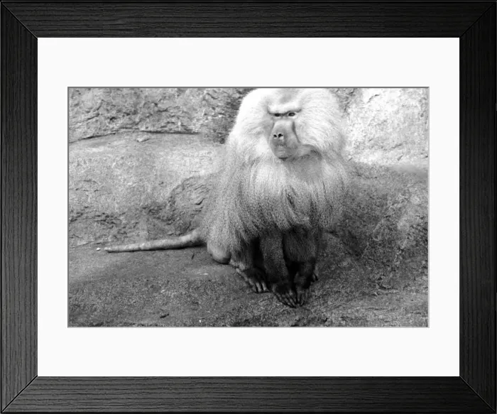 Framed Print : Zoo Animals. Baboon at London Zoo. August 1936 OL301J-001 Framed Print : Zoo Animals. Baboon at London Zoo. August 1936 OL301J-001