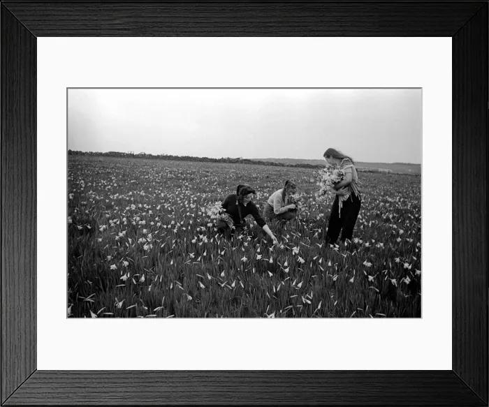 Framed Print : Girls Picking Flowers in the fields Scilly Isles. March 1947 O7140-002 Framed Print : Girls Picking Flowers in the fields Scilly Isles. March 1947 O7140-002