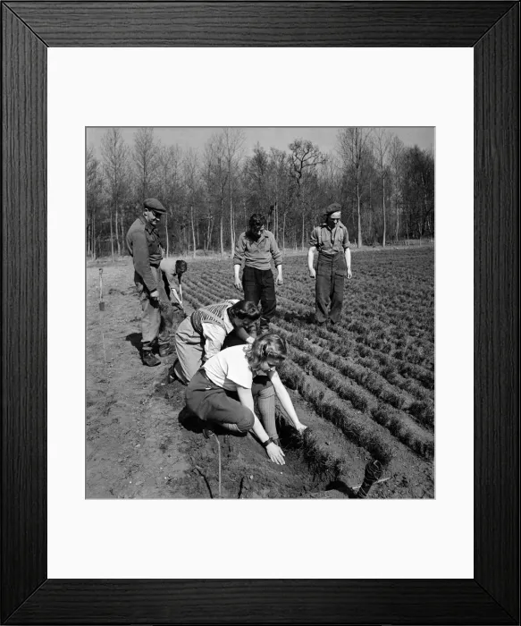 Framed Print : Forestry Commission Workers planting a new forest at Theford Chase in Norfolk Framed Print : Forestry Commission Workers planting a new forest at Theford Chase in Norfolk