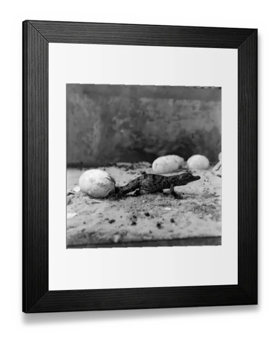 Framed Print : London Zoo. Crocodile Eggs. December 1952 C5904-003 Framed Print : London Zoo. Crocodile Eggs. December 1952 C5904-003