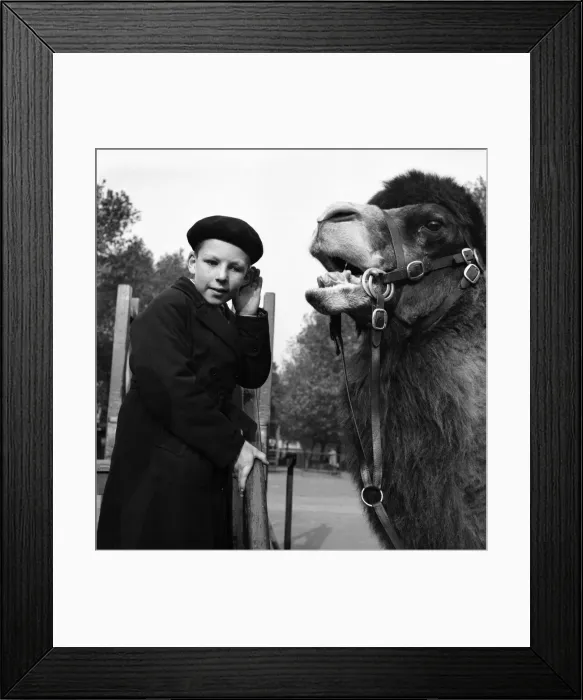 Framed Print : Speak up I can t hear you. London Zoo. Richard Roles and Willy Framed Print : Speak up I can t hear you. London Zoo. Richard Roles and Willy