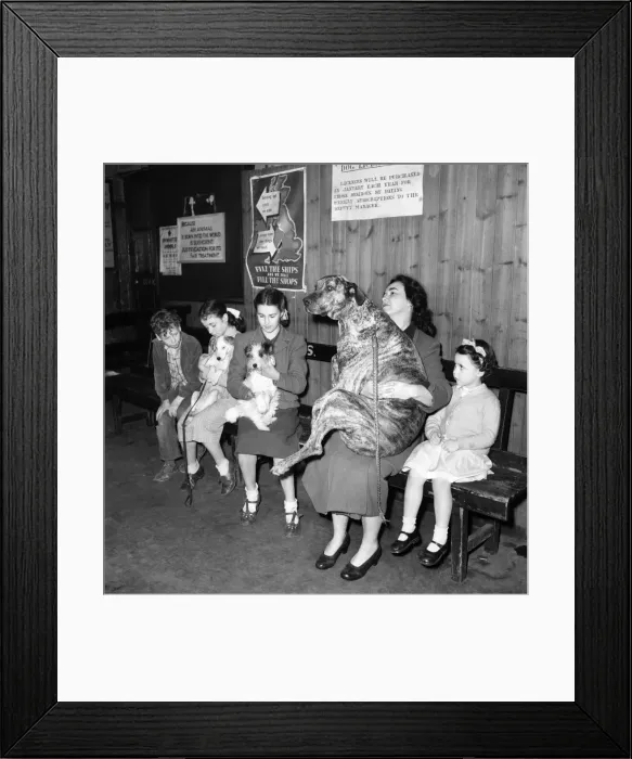Framed Print : P. D. S. A. Dispensary. Women queing with her Great dane dog waiting to see a vet