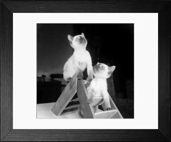 Framed Print : Siamese kittens playing on a small pair of step ladders Framed Print : Siamese kittens playing on a small pair of step ladders