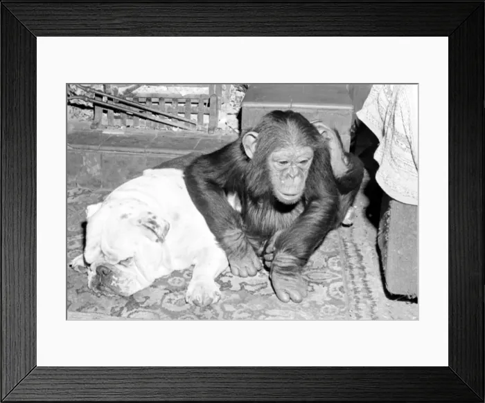Framed Print : Sparky the chimpanzee relaxes with a bulldog, sleeping on a hearthrug April 1976 Rev 4172 Framed Print : Sparky the chimpanzee relaxes with a bulldog, sleeping on a hearthrug April 1976 Rev 4172