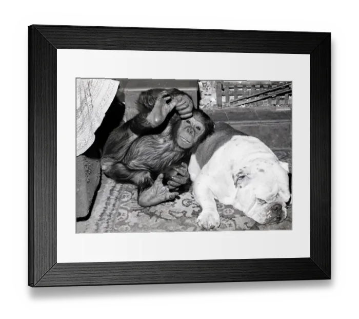 Framed Print : Sparky the chimpanzee relaxes with a bulldog, sleeping on a hearthrug April 1976 Rev 4172