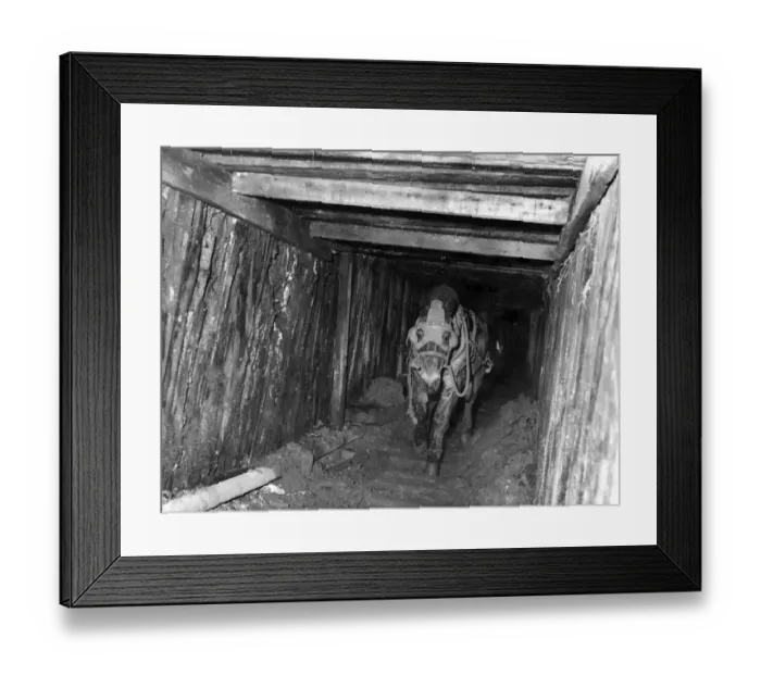 Framed Print : Blinkered to protect his eyes, a pony canters up the shaft towards daylight Framed Print : Blinkered to protect his eyes, a pony canters up the shaft towards daylight