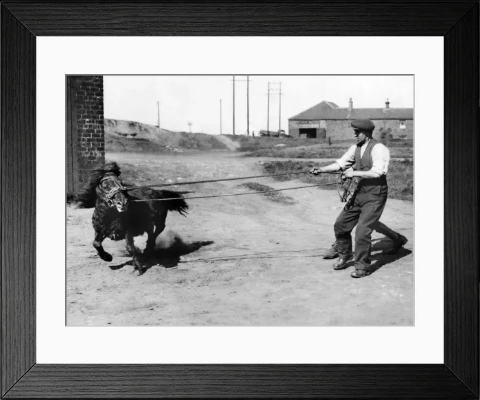 Framed Print : Coal Mining A man training a pony. for the pits. May 1936 P017818 Framed Print : Coal Mining A man training a pony. for the pits. May 1936 P017818