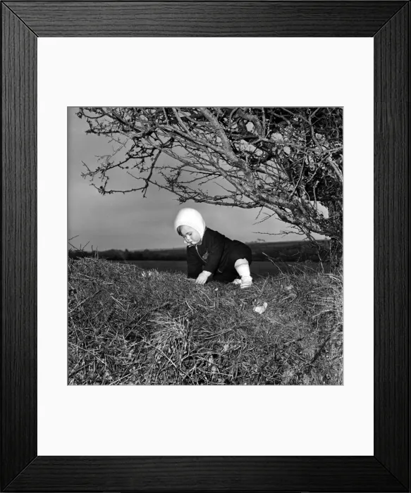 Framed Print : A baby girl crawling around outside. December 1952 C6203