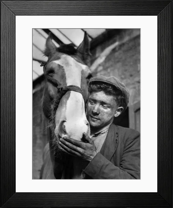 Framed Print : Coal miner with Irar his pit pony. October 1946 P017669 Framed Print : Coal miner with Irar his pit pony. October 1946 P017669