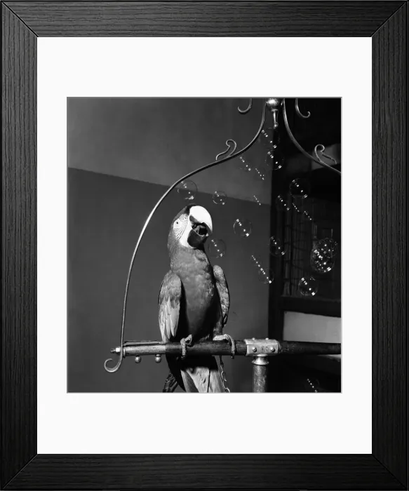 Framed Print : Rufus'the macaw at Bristol Zoo. December 1952 C6204 Framed Print : Rufus'the macaw at Bristol Zoo. December 1952 C6204