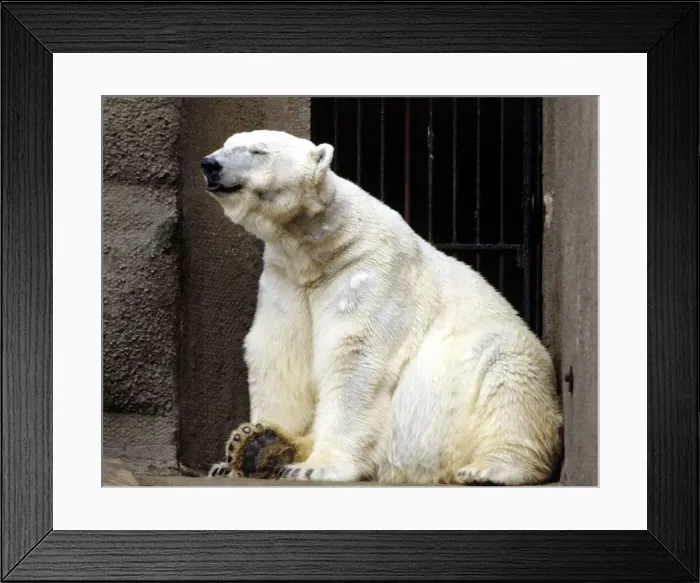 Framed Print : A polar bear at London Zoo March 1984 animal animals Framed Print : A polar bear at London Zoo March 1984 animal animals
