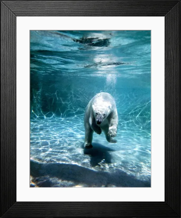 Framed Print : Diving polar bear at London Zoo under water in the water June 1969