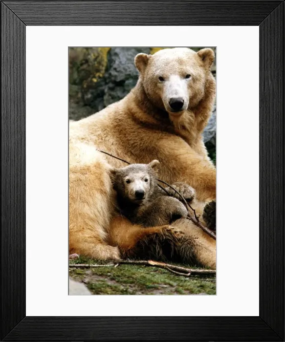 Framed Print : Polar bears at Edinburgh Zoo Ahoto four month old polar bear with mum eleven year old Framed Print : Polar bears at Edinburgh Zoo Ahoto four month old polar bear with mum eleven year old