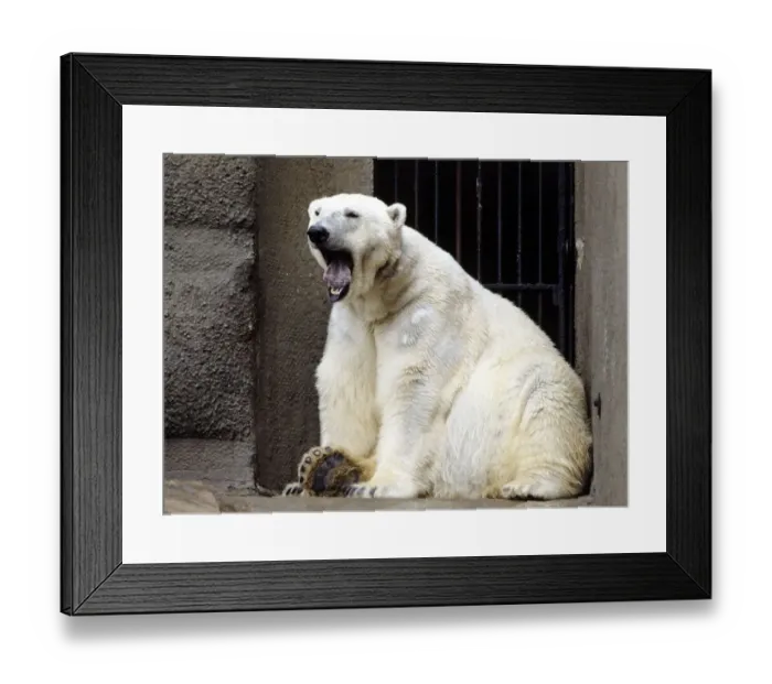 Framed Print : A polar bear at London Zoo March 1984 animal animals Framed Print : A polar bear at London Zoo March 1984 animal animals