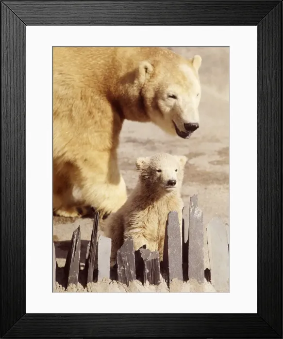 Framed Print : Sally the polar bear with her three months old cub Pipaluk on his first public Framed Print : Sally the polar bear with her three months old cub Pipaluk on his first public