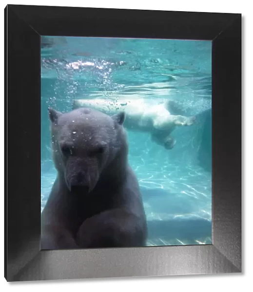 Diving polar bears at London Zoo under water in the water making