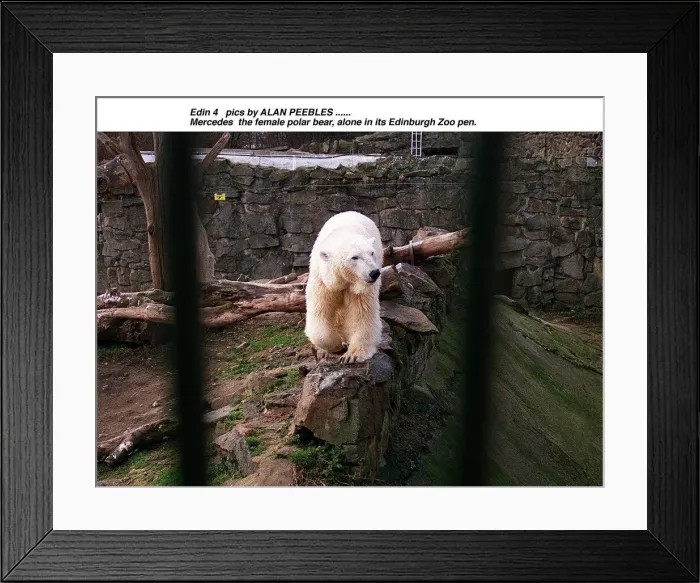 Framed Print : Polar Bear Mercedes in Edinburgh Zoo pen Framed Print : Polar Bear Mercedes in Edinburgh Zoo pen