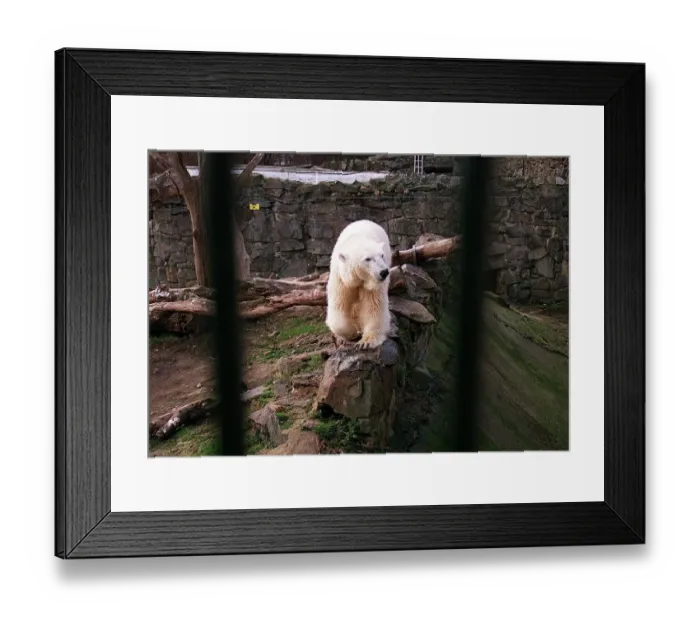 Framed Print : Polar Bear Mercedes in Edinburgh Zoo pen March 1996