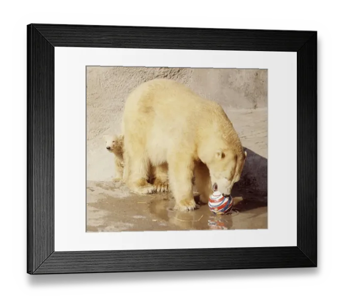 Framed Print : Sally the polar bear with her three months old cub Pipaluk on his first public