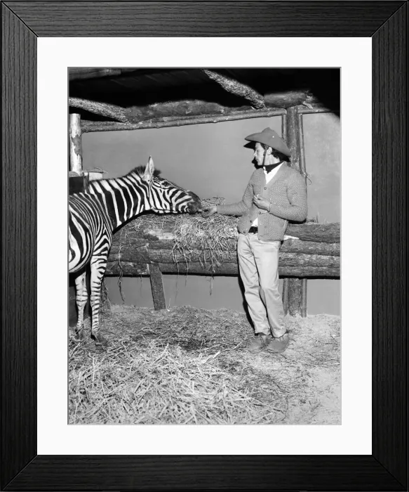 Framed Print : One of the three zebras that escaped from the Billy Smart Framed Print : One of the three zebras that escaped from the Billy Smart