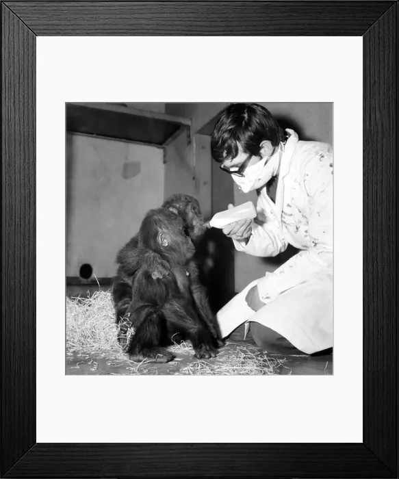 Framed Print : Ape Keeper Peter Rawlinson has a great problem on his mind Framed Print : Ape Keeper Peter Rawlinson has a great problem on his mind