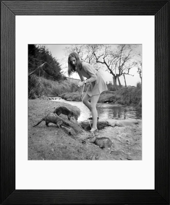 Framed Print : ix Malayan otters are the pets of Vivien Taylor (23) of Bury, Lancs Framed Print : ix Malayan otters are the pets of Vivien Taylor (23) of Bury, Lancs
