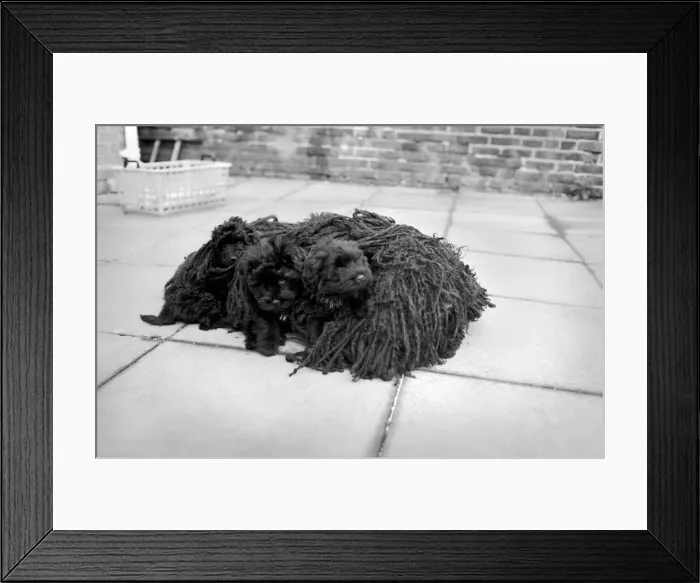 Framed Print : Four and a half year old Bodri'- full name Matyasdombi Framed Print : Four and a half year old Bodri'- full name Matyasdombi