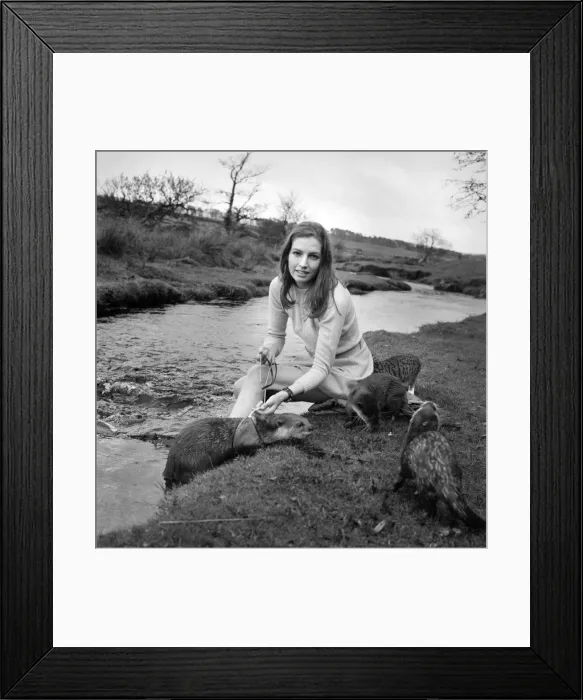 Framed Print : ix Malayan otters are the pets of Vivien Taylor (23) of Bury, Lancs Framed Print : ix Malayan otters are the pets of Vivien Taylor (23) of Bury, Lancs