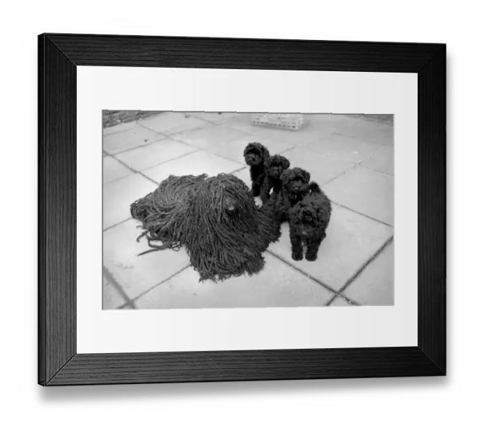 Framed Print : Four and a half year old Bodri'- full name Matyasdombi Framed Print : Four and a half year old Bodri'- full name Matyasdombi