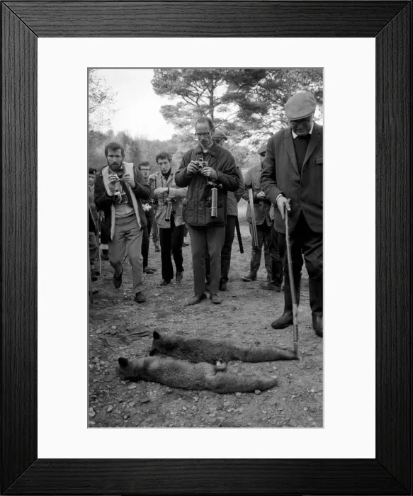 Framed Print : The shoot at Camberley, Surrey, started early today to exterminate all wild life