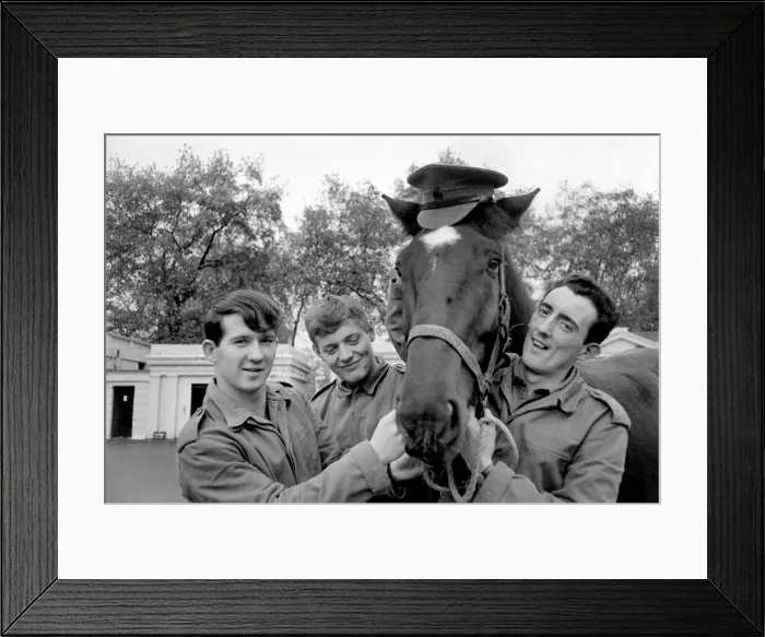 Framed Print : Stalin a young gelding who is one of the Queens unwanted horses Framed Print : Stalin a young gelding who is one of the Queens unwanted horses