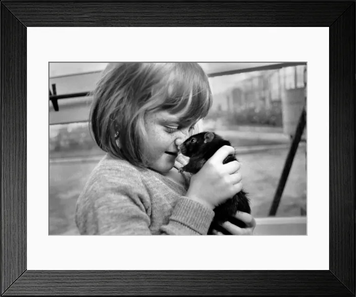Framed Print : Little girl holding a rat. November 1969 Z10521-002 Framed Print : Little girl holding a rat. November 1969 Z10521-002