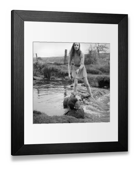 Framed Print : ix Malayan otters are the pets of Vivien Taylor (23) of Bury, Lancs