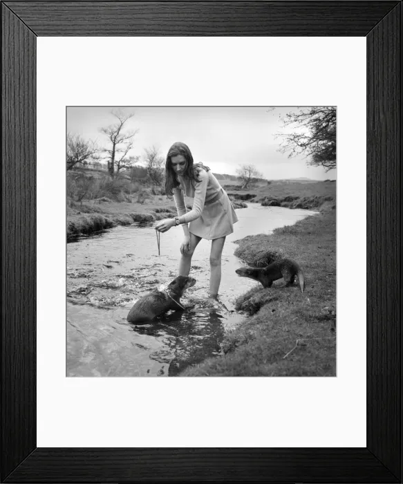 Framed Print : ix Malayan otters are the pets of Vivien Taylor (23) of Bury, Lancs Framed Print : ix Malayan otters are the pets of Vivien Taylor (23) of Bury, Lancs