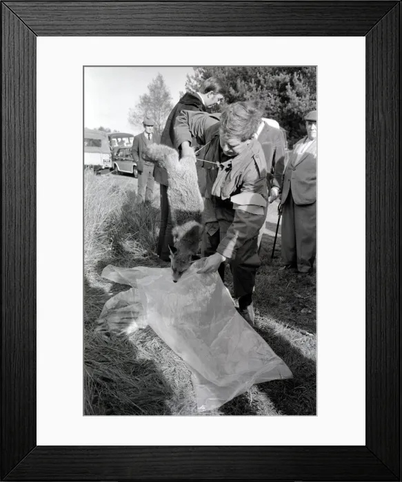Framed Print : The shoot at Camberley, Surrey, started early today to exterminate all wild life Framed Print : The shoot at Camberley, Surrey, started early today to exterminate all wild life