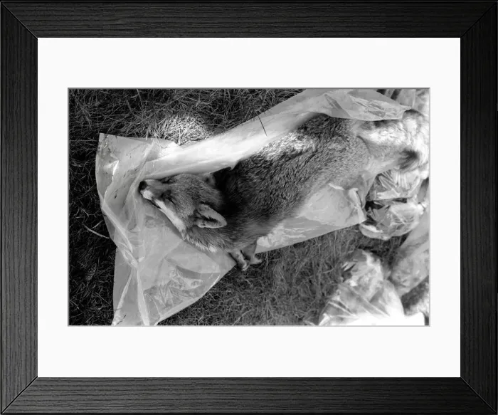 Framed Print : The shoot at Camberley, Surrey, started early today to exterminate all wild life Framed Print : The shoot at Camberley, Surrey, started early today to exterminate all wild life