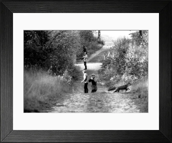 Framed Print : At the end of the first drive this afternoon, a fox made a dash for freedom across Framed Print : At the end of the first drive this afternoon, a fox made a dash for freedom across