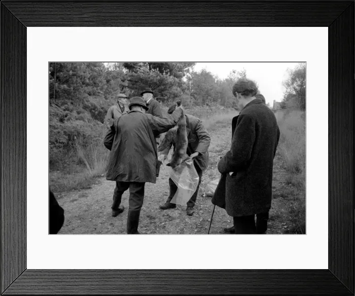 Framed Print : The shoot at Camberley, Surrey, started early today to exterminate all wild life Framed Print : The shoot at Camberley, Surrey, started early today to exterminate all wild life