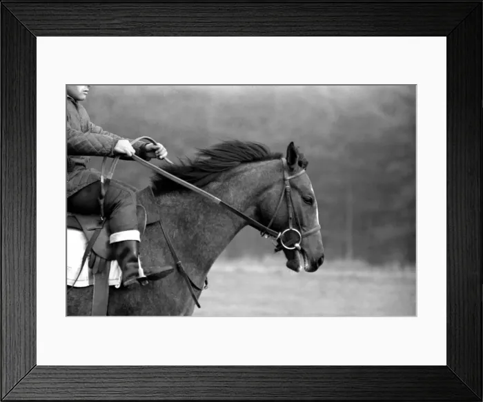 Framed Print : Yearling Ribchester'son of the famous Ribot Framed Print : Yearling Ribchester'son of the famous Ribot