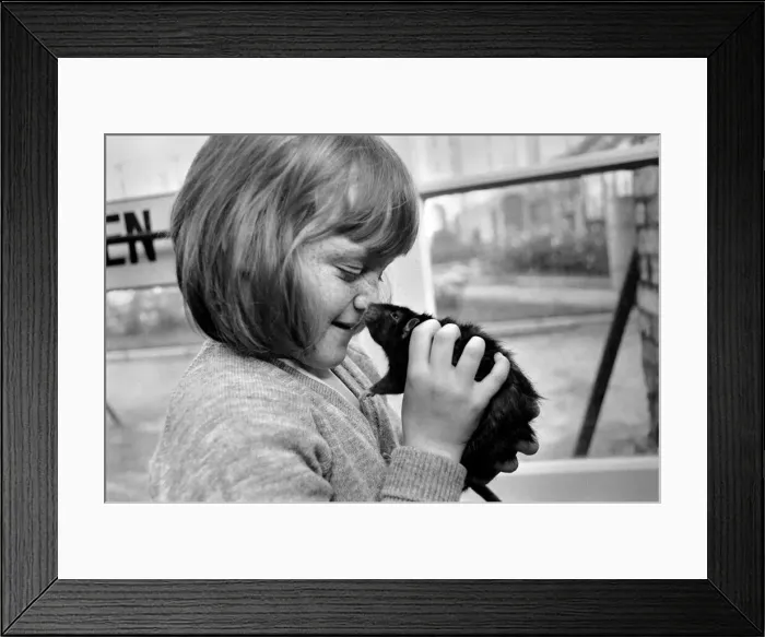 Framed Print : Little girl holding a rat. November 1969 Z10521-001 Framed Print : Little girl holding a rat. November 1969 Z10521-001
